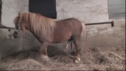 Женщина в сапожках устроила зоо секс с карликовым конем