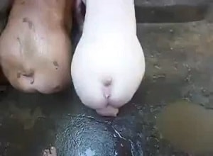 Секс Мужика С Свиньей